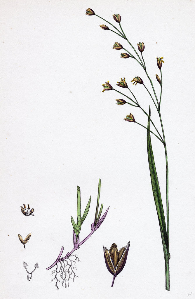 Detail of Melica Uniflora Wood Melic-Grass by Anonymous