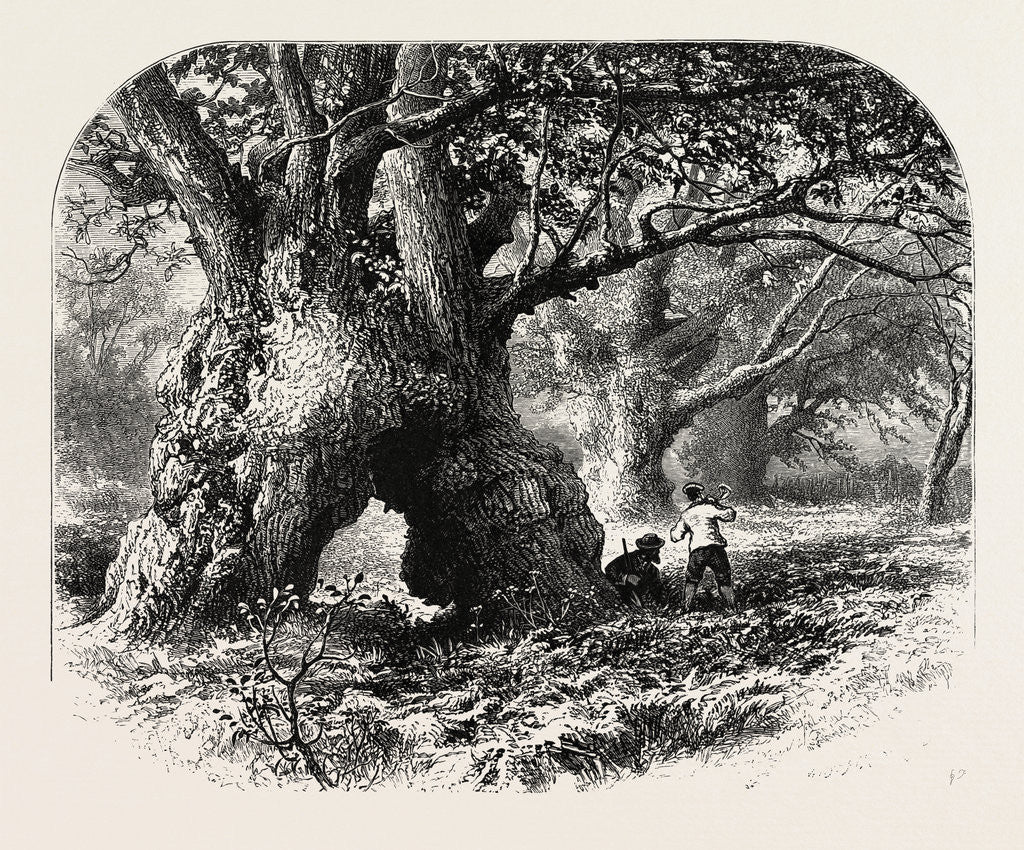 Detail of The Forest Scenery of Great Britain: Oaks in Needwood Forest by Anonymous