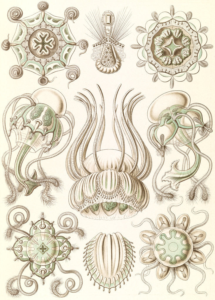 Detail of Jellyfishes. Narcomedusae by Ernst Haeckel