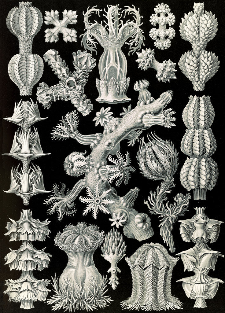 Detail of Corals in the subclass Octocorallia. Gorgonida by Ernst Haeckel