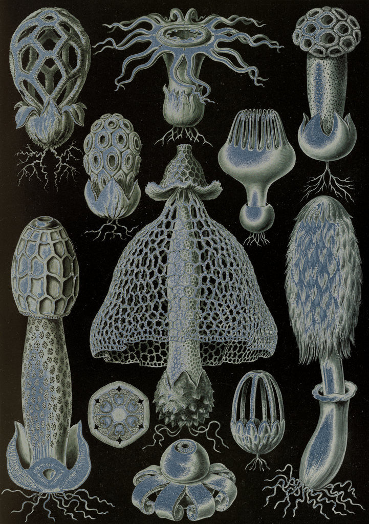 Detail of Stinkhorn mushrooms. Basimycetes by Ernst Haeckel