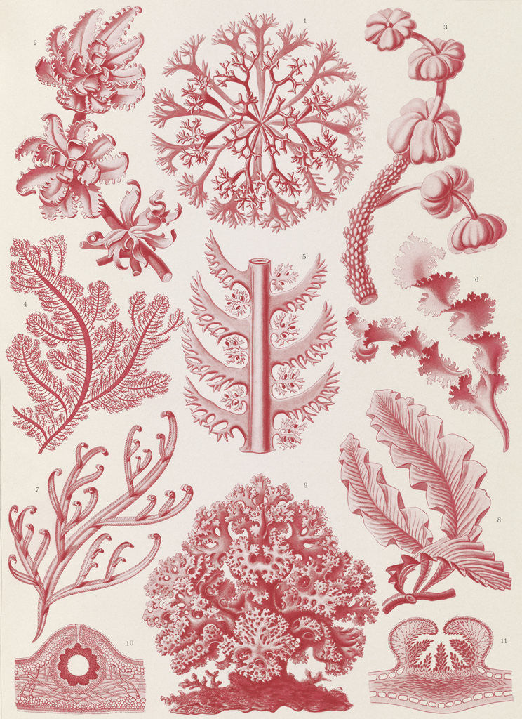 Detail of Red algae. Florideae by Ernst Haeckel