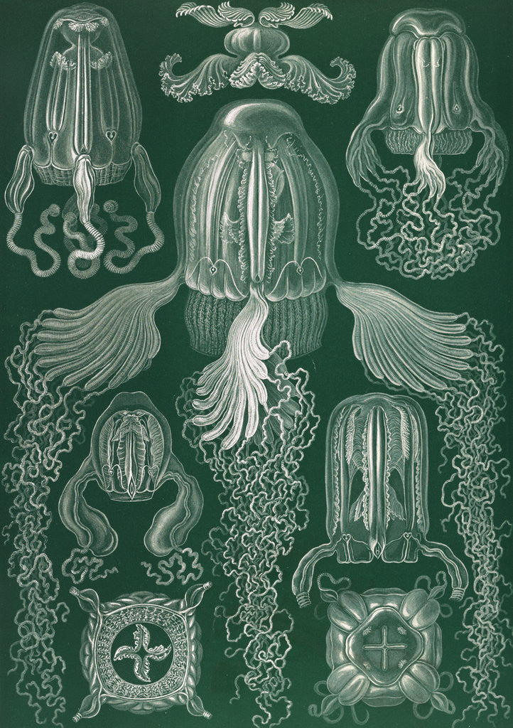 Detail of Jellyfish. Cubomedusae by Ernst Haeckel