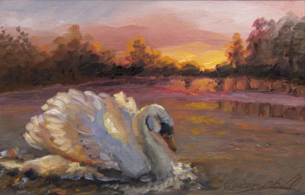 Detail of Swan at Sunrise, 2016Bird swimming. by Lee Campbell