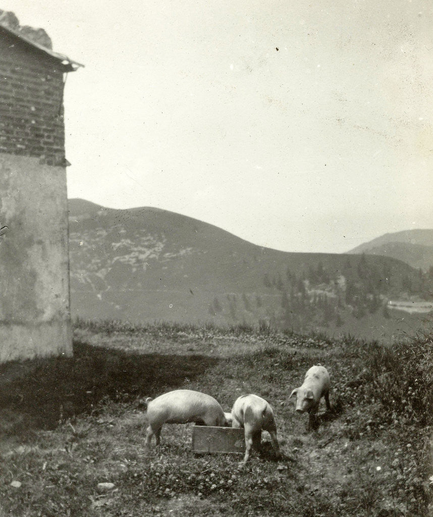 Detail of Landscape with three pigs by Anonymous