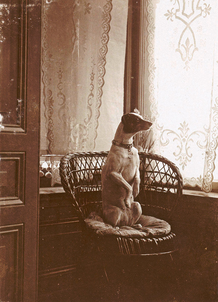 Detail of dog sitting up in a chair by a window by Anonymous