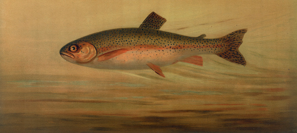 Detail of The Rainbow Trout, Salmo irideus by J. L. Petrie