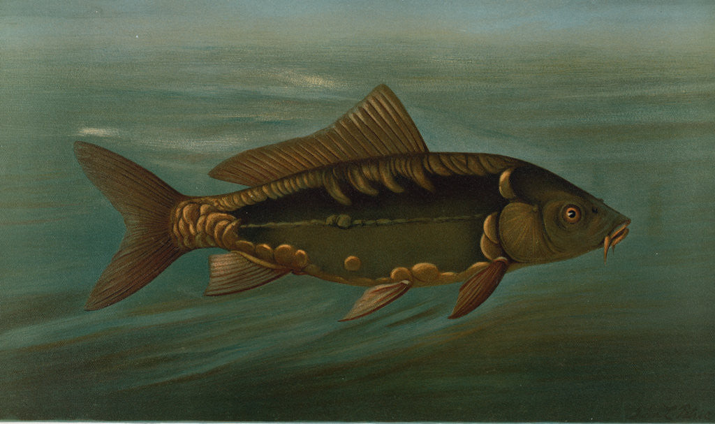 Detail of The Mirror Carp, Cyprinus carpio by J. L. Petrie