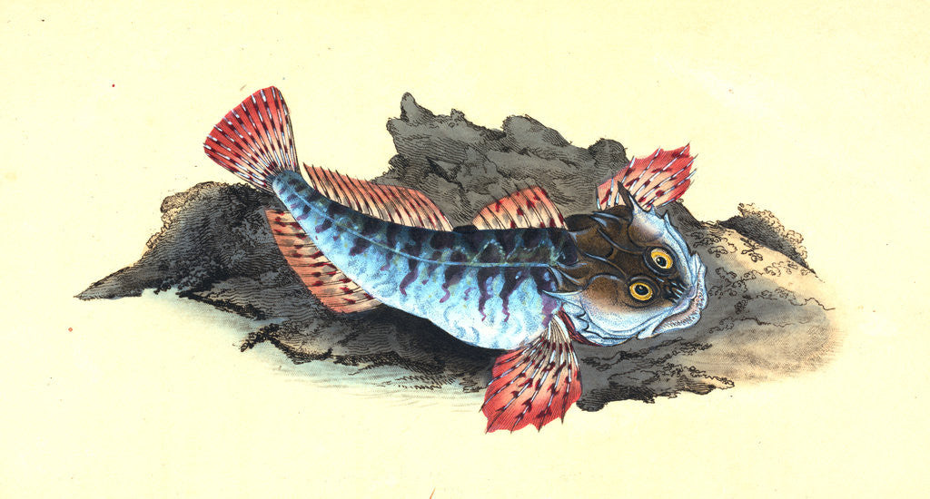 Detail of Father Lasher, or Sea Scorpion, Cottus Scorpius by E. Donovan