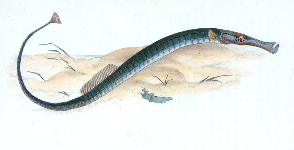 Detail of Pelagic Pipe-fish, Syngnathus Pelagicus by E. Donovan