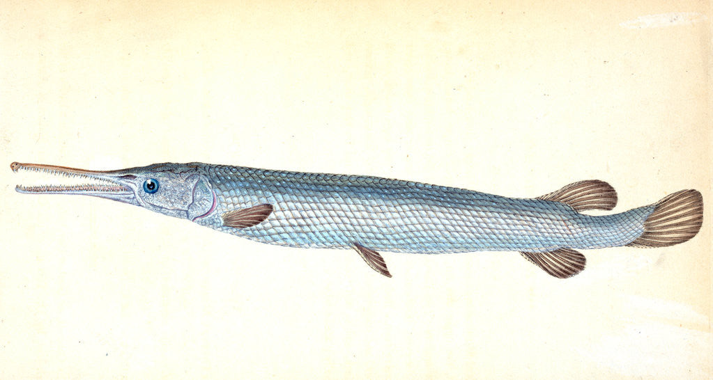 Detail of Great, or Bony Gar-fish, Esox Osseus by E. Donovan