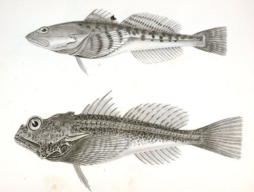 Detail of 1. Aspicottus bison, Buffalo Sculpin; 2. Leptocottus armatus, Slender Sculpin by George Suckley