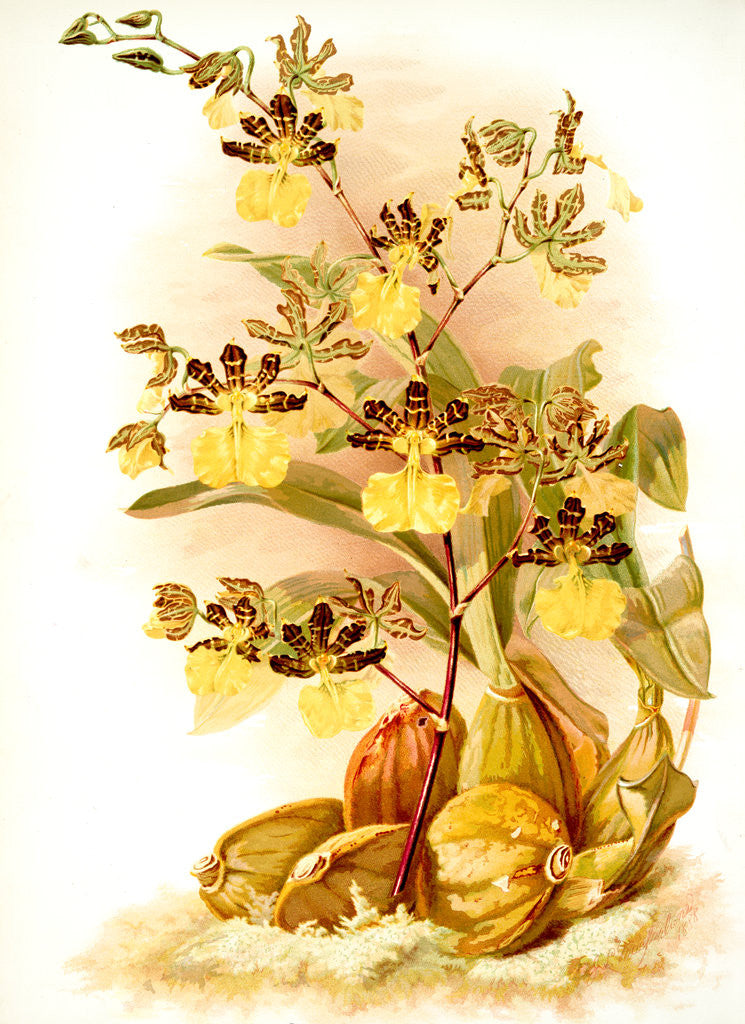 Detail of Oncidium tigrinum by F. Sander