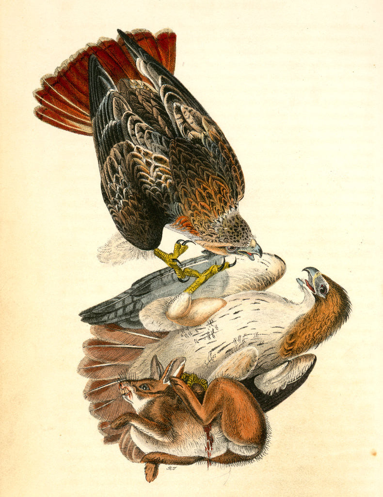 Detail of Red-tailed Buzzard by John James Audubon