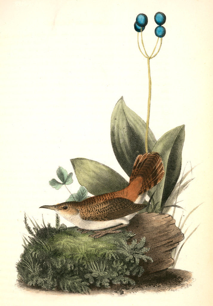 Detail of Rock-Wren. Adult female. (Smilacina borealis.) by John James Audubon