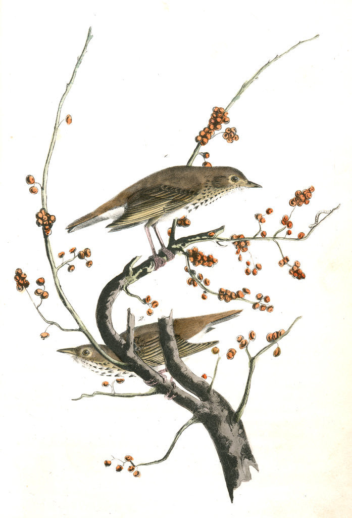 Detail of Hermit Thrush by John James Audubon