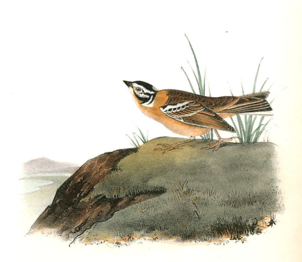 Detail of Painted Lark Bunting. Male by John James Audubon