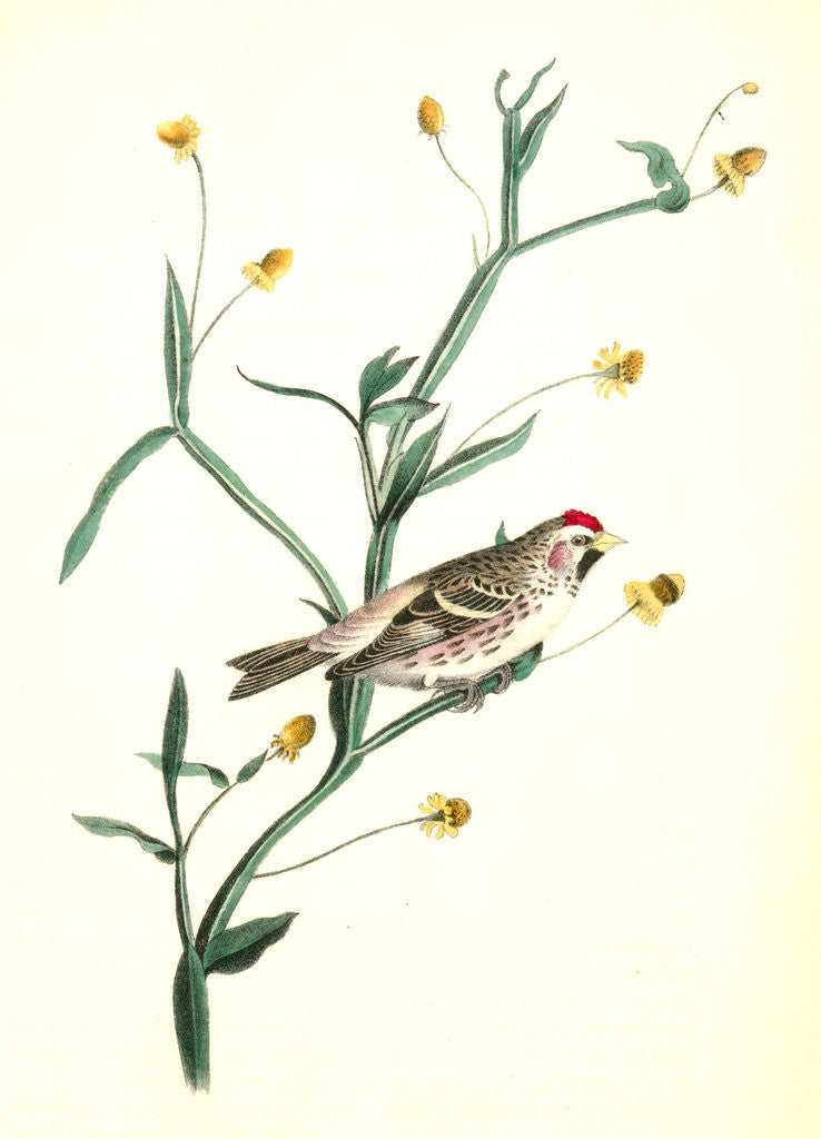 Detail of Mealy Redpoll Linnet. Male by John James Audubon