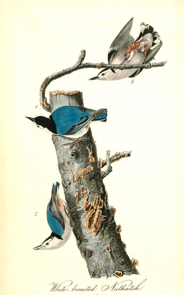 Detail of White-breasted Nuthatch by John James Audubon