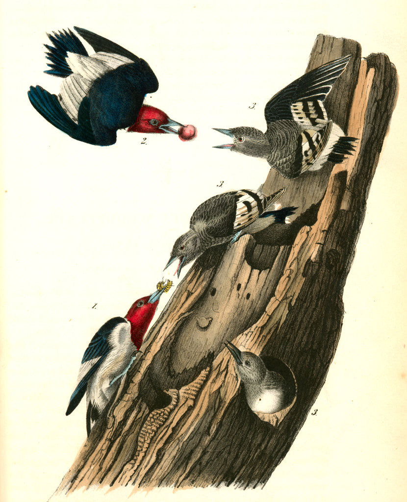 Detail of Red-headed Woodpecker by John James Audubon