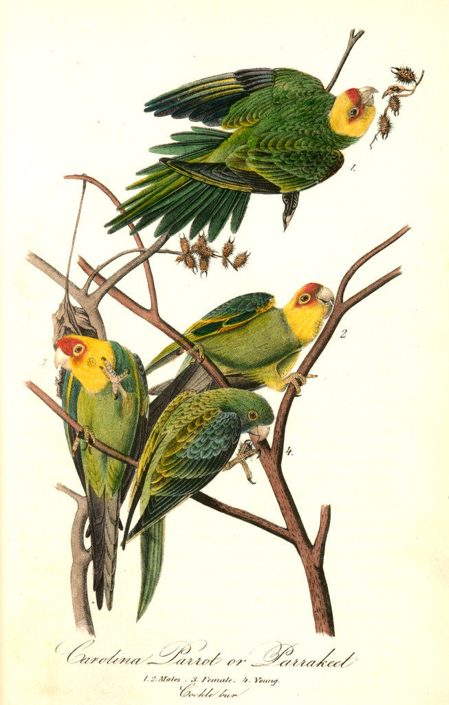 Detail of Carolina Parrot, or Parrakeet by John James Audubon