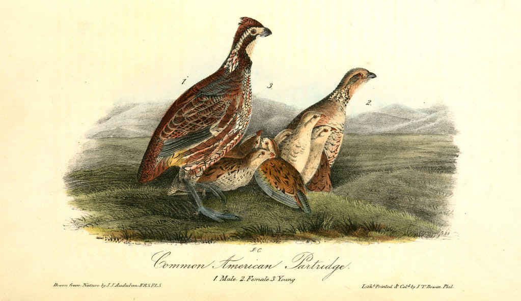 Detail of Common American Partridge by John James Audubon