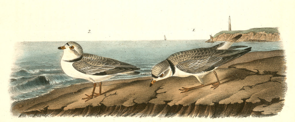 Detail of Piping Plover by John James Audubon