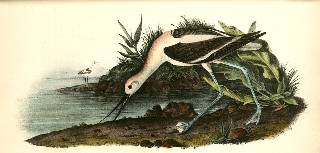 Detail of American Avoset. Young in first Winter Plumage. Adult in the Distance by John James Audubon