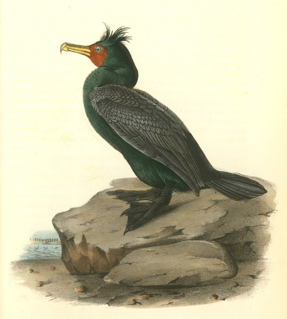 Detail of Double-crested Cormorant. Male by John James Audubon