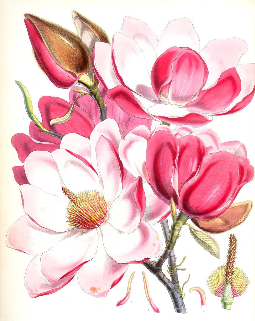 Detail of Magnolia Campbellii, H.f. et T. (Flowering plant) by Walter Hood Fitch