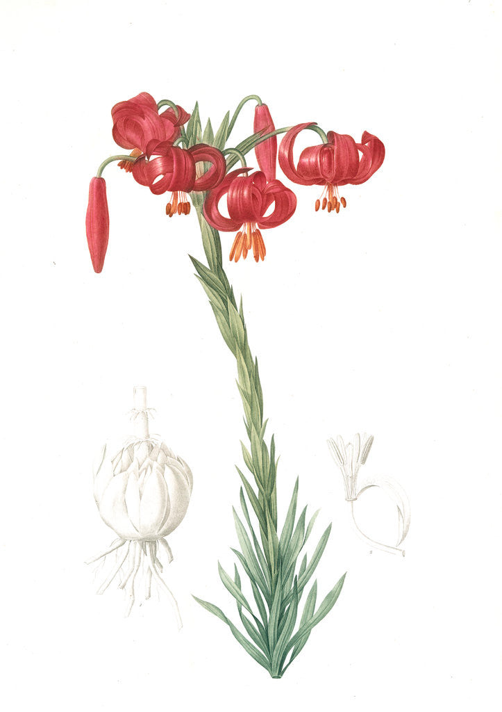 Detail of Lilium pomponium, Lilium chalcedonicum; Lis pompon; Chalcedonian Lily, Little or lesser or minor Turk's cap lily; turban lily by Pierre Joseph Redouté