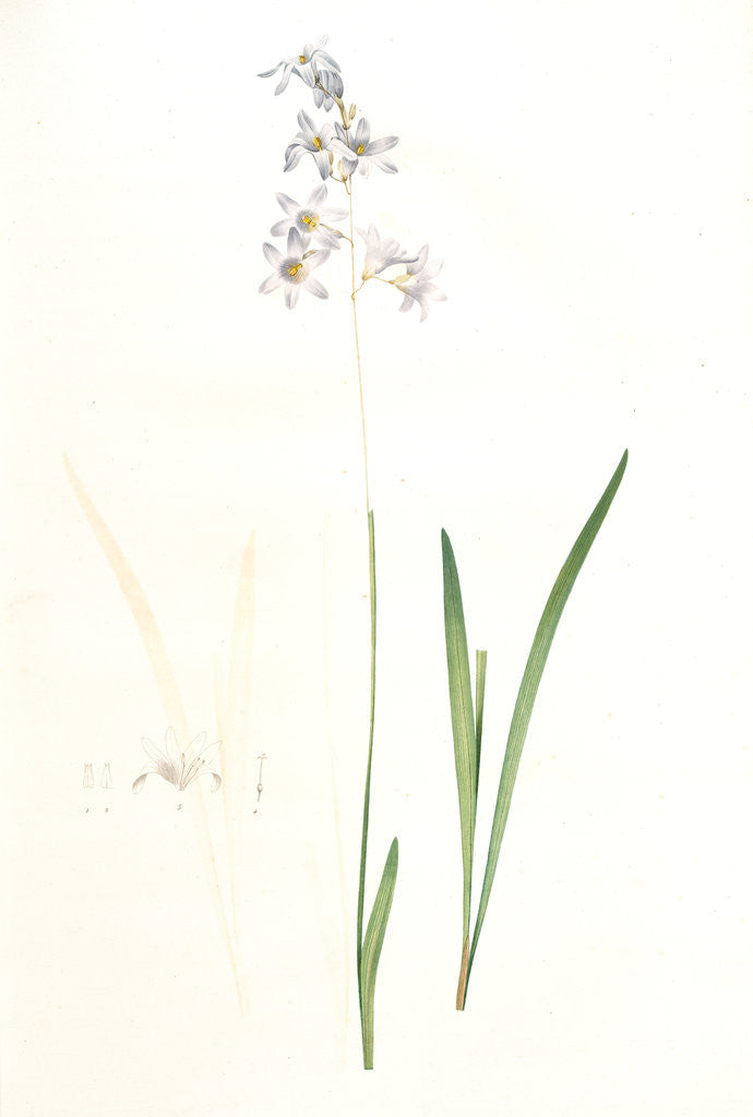 Detail of Ixia rapunculoides, Ixia scariosa; Ixia à fleurs de raiponce by Pierre Joseph Redouté