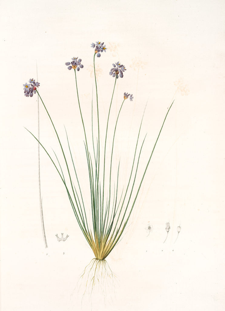 Detail of Sowerbaea juncea, Sowerbée jonciforme, Vanilla Lily by Pierre Joseph Redouté