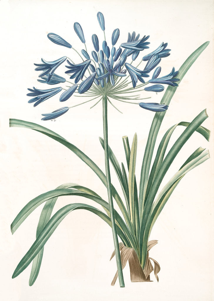 Detail of Agapanthus umbellatus, Agapanthus africanus by Pierre Joseph Redouté