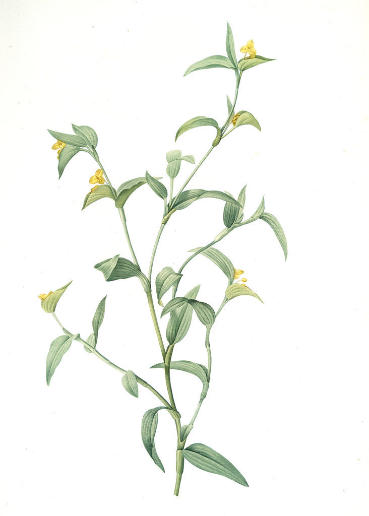 Detail of Commelina africana, Comméline d'Afrique, African dayflower by Pierre Joseph Redouté