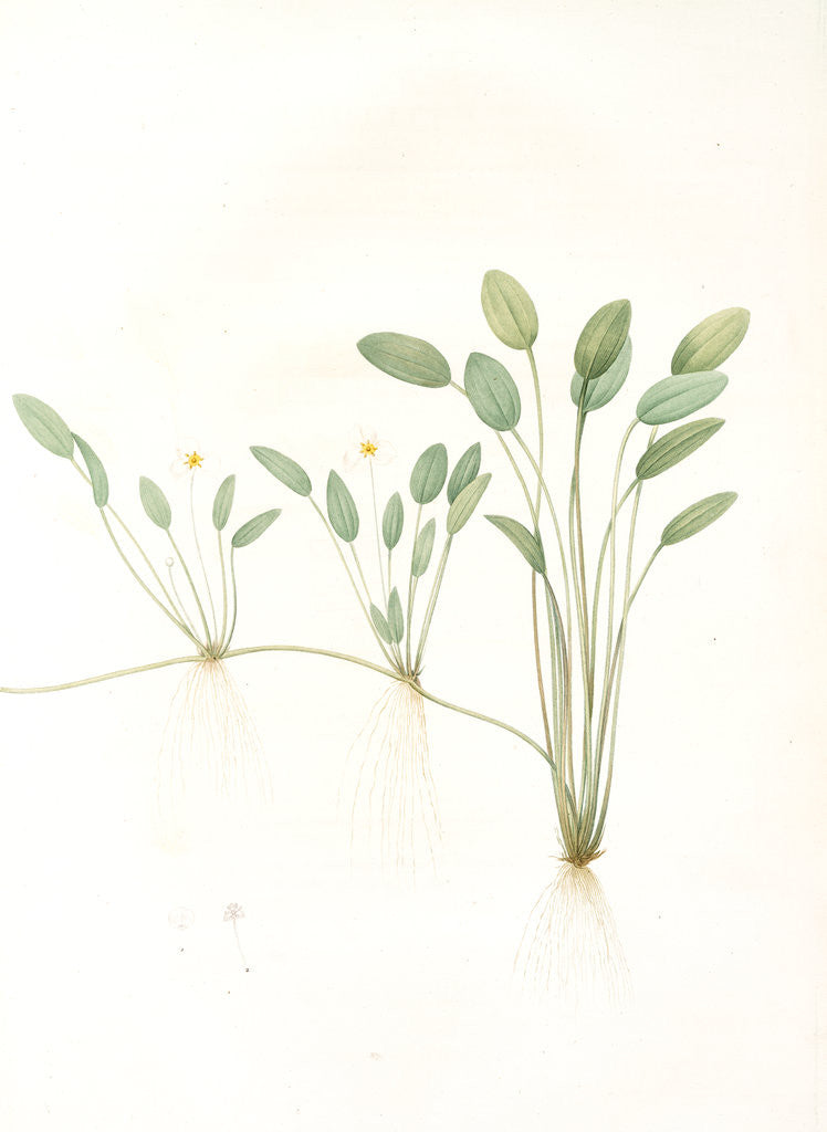 Detail of Alisma natans, Elisma natans; Fluteau nageant, Water plantain by Pierre Joseph Redouté