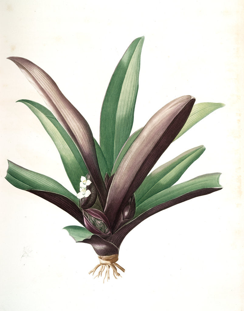 Detail of Tradescantia discolor, Rhoeo discolor; Ephémére bicolore; Oyster Plant or Boat Lily by Pierre Joseph Redouté