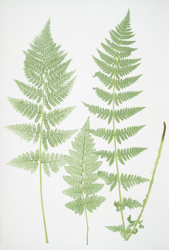 Detail of The crested buckler fern by Henry Riley Bradbury