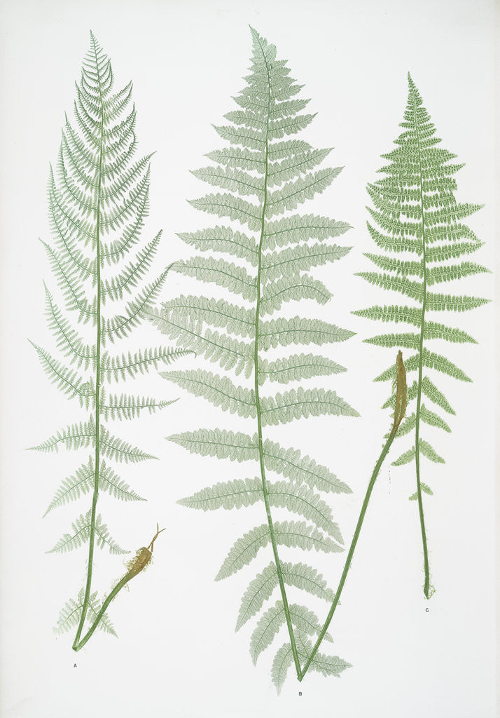 Detail of The lady fern by Henry Riley Bradbury