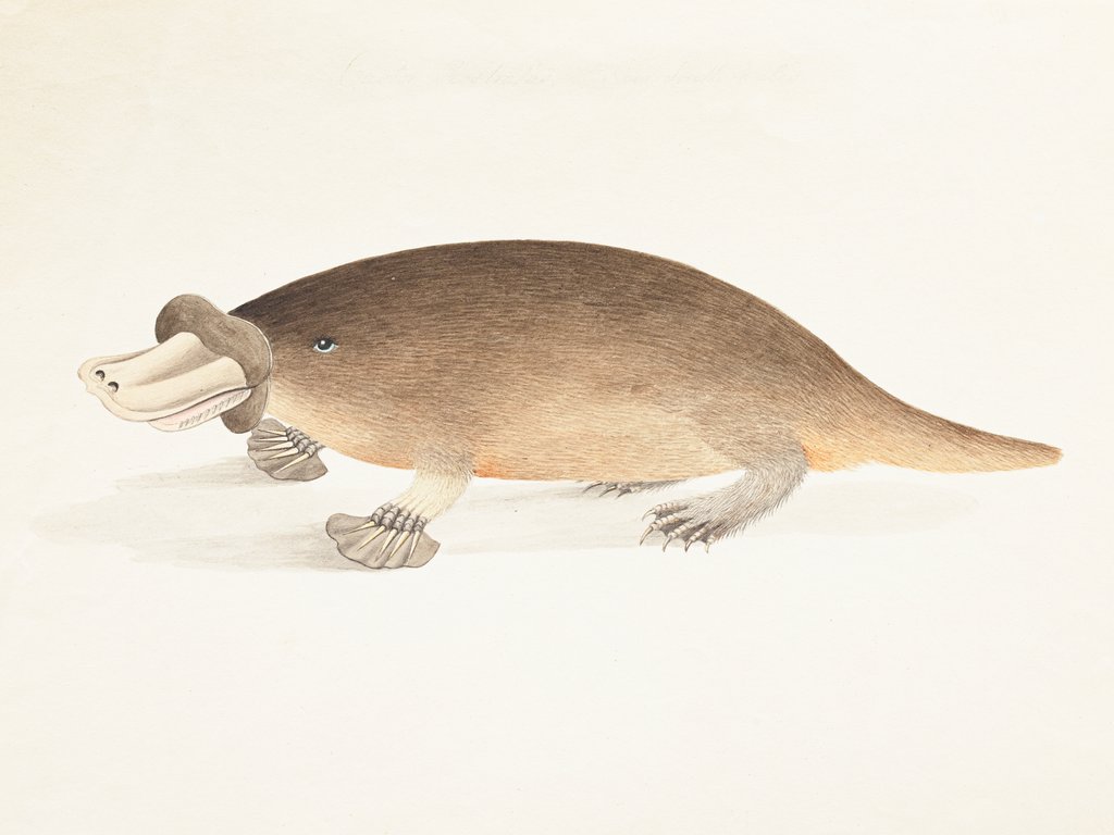 Detail of [Platypus] by Thomas Davies