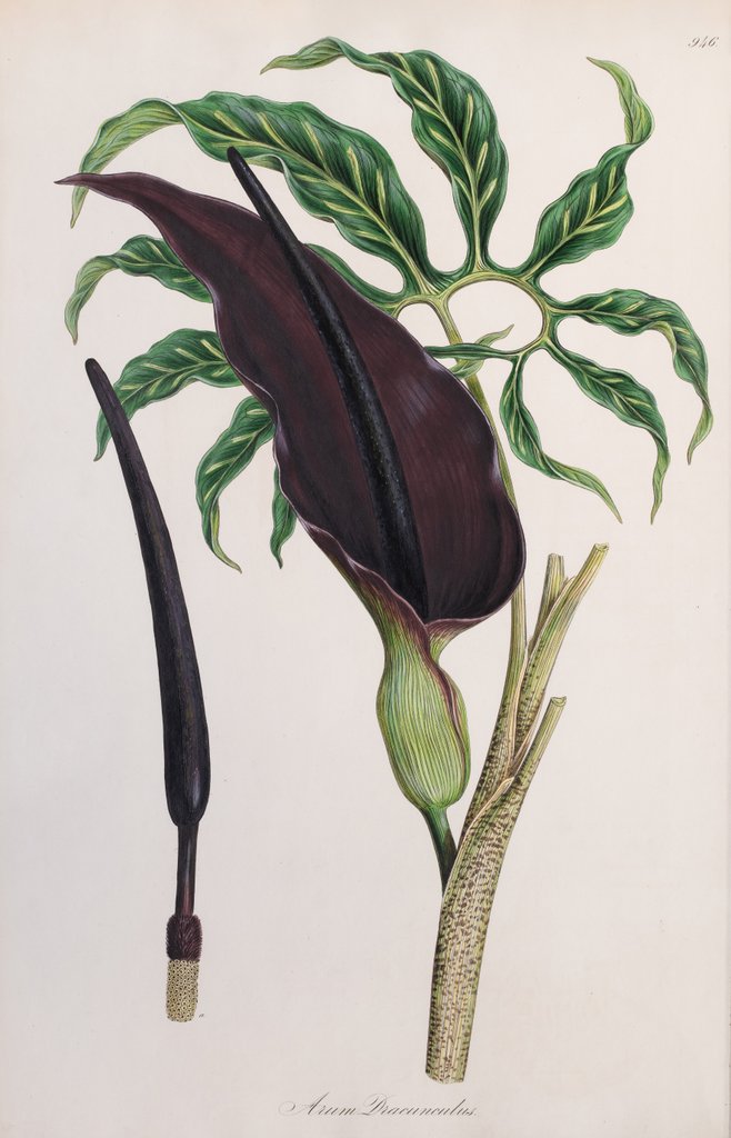 Detail of Arum dracunculus by Ferdinand Bauer