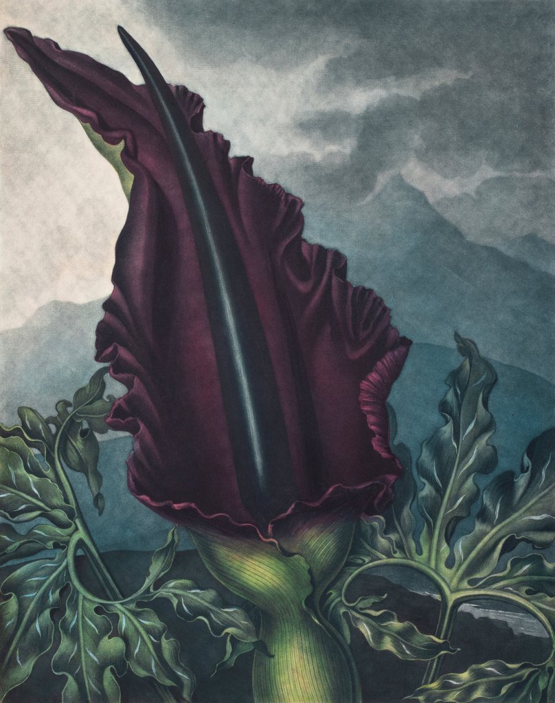 Detail of The Dragon Arum by Peter Henderson