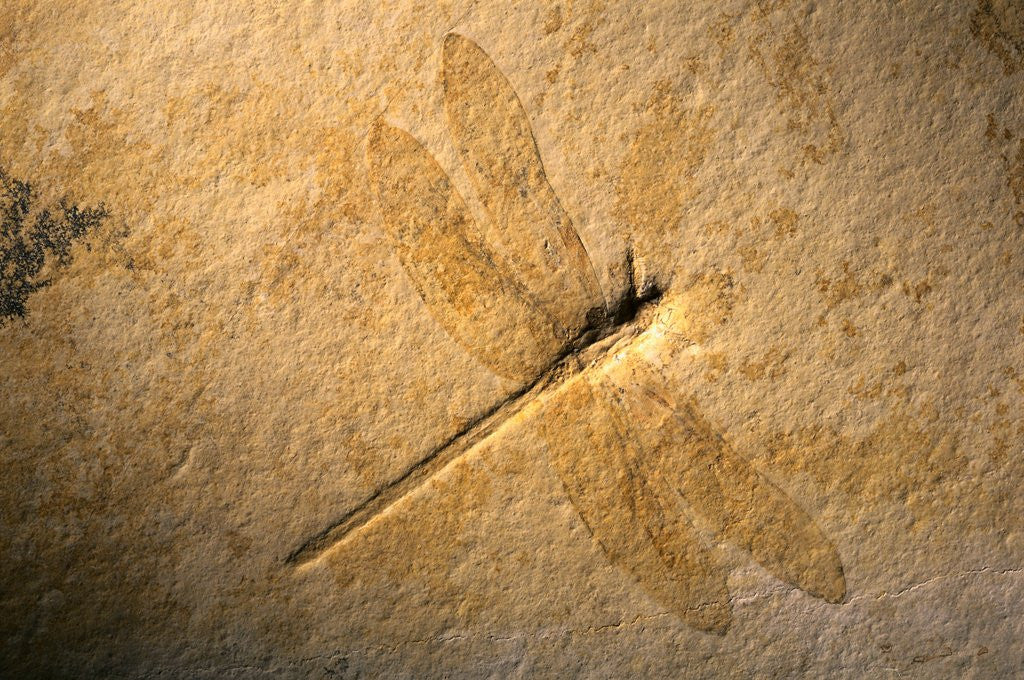 Detail of Late Jurassic Dragonfly Fossil by Corbis