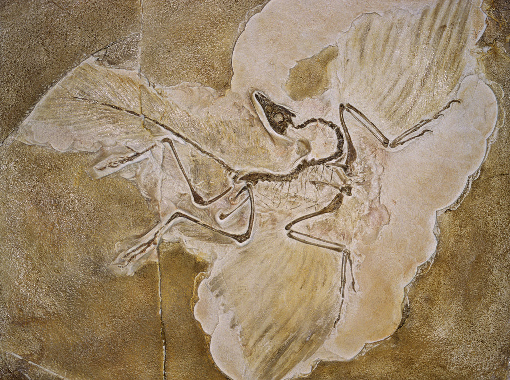 Detail of Archaeopteryx Lithographica Fossil by Corbis