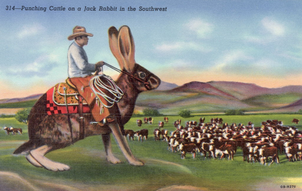 Detail of Punching Cattle on a Jack Rabbit in the Southwest Postcard by Corbis