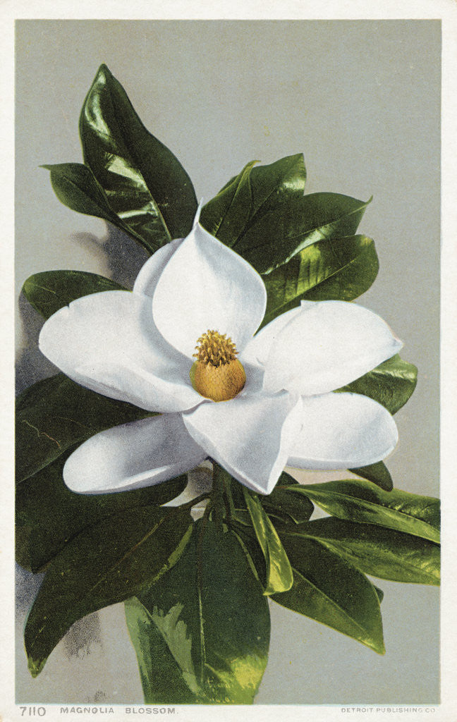 Detail of Magnolia Blossom Postcard by Corbis