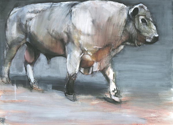 Detail of Fresno, Galloway Bull by Mark Adlington