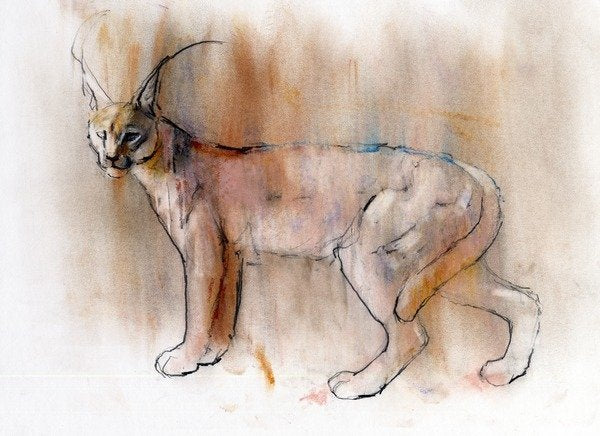 Detail of Arabian Caracal, 2009 by Mark Adlington