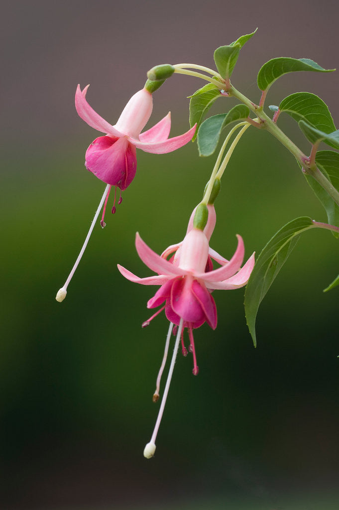 Detail of Fuchsia 'Falklands' by Philip Smith