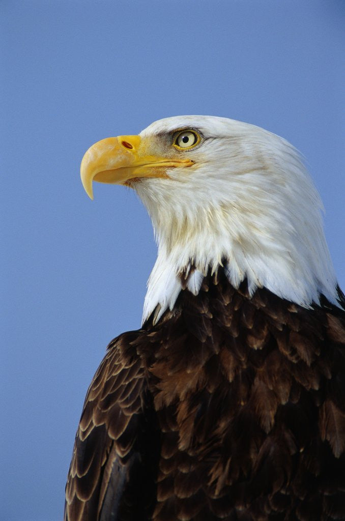 Detail of Profile of a Bald Eagle by Corbis